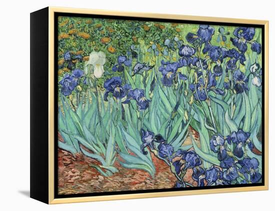 Irises, 1889-Vincent van Gogh-Framed Premier Image Canvas