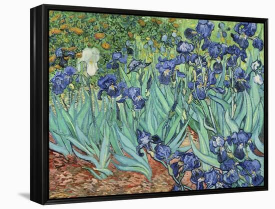 Irises, 1889-Vincent van Gogh-Framed Premier Image Canvas