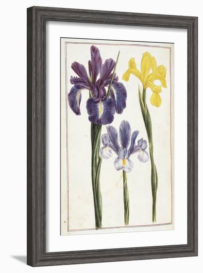 Irises, 18th Century-null-Framed Giclee Print