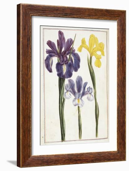 Irises, 18th Century-null-Framed Giclee Print