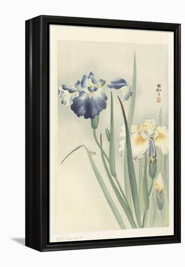Irises, 1900-36 (Colour Woodcut)-Koson Ohara-Framed Premier Image Canvas