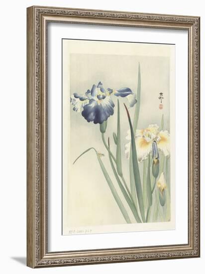 Irises, 1900-36 (Colour Woodcut)-Koson Ohara-Framed Giclee Print