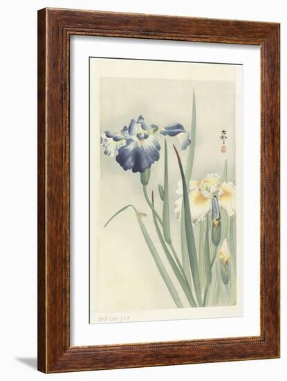 Irises, 1900-36 (Colour Woodcut)-Koson Ohara-Framed Giclee Print