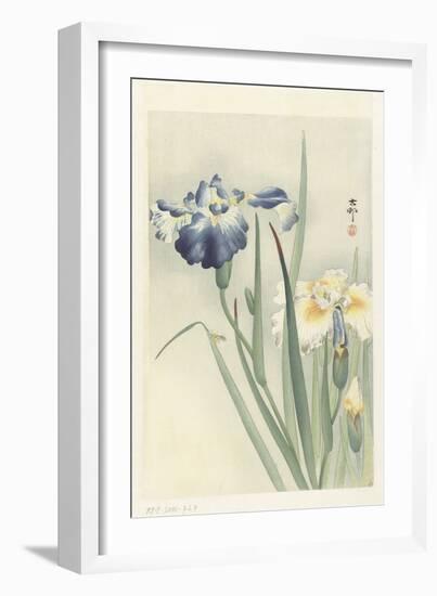 Irises, 1900-36 (Colour Woodcut)-Koson Ohara-Framed Giclee Print