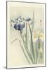 Irises, 1900-36 (Colour Woodcut)-Koson Ohara-Mounted Giclee Print