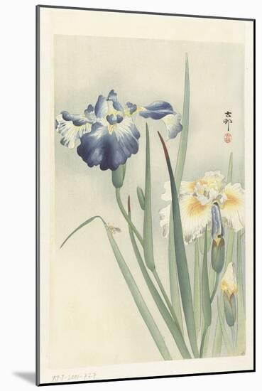 Irises, 1900-36 (Colour Woodcut)-Koson Ohara-Mounted Giclee Print