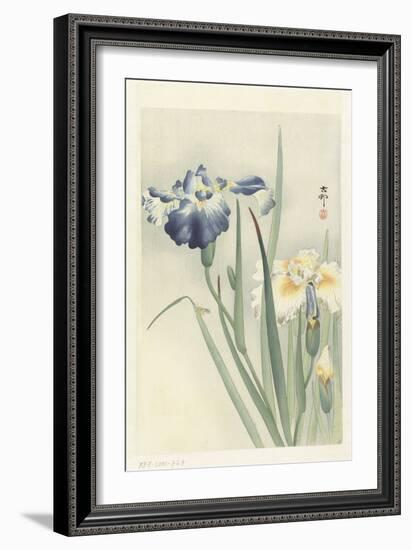 Irises, 1900-36 (Colour Woodcut)-Koson Ohara-Framed Giclee Print