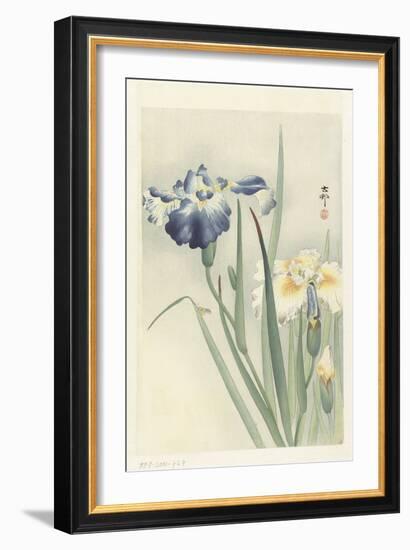 Irises, 1900-36 (Colour Woodcut)-Koson Ohara-Framed Giclee Print