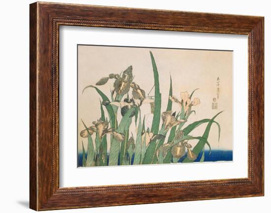 Irises and Grasshopper-Katsushika Hokusai-Framed Art Print