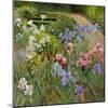 Irises at Bedfield-Timothy Easton-Mounted Giclee Print