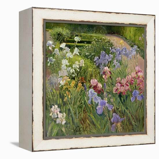 Irises at Bedfield-Timothy Easton-Framed Premier Image Canvas