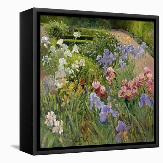 Irises at Bedfield-Timothy Easton-Framed Premier Image Canvas