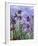 Irises (detail)-Claude Monet-Framed Art Print