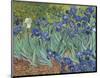 Irises in the Garden-Vincent van Gogh-Mounted Art Print