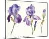 Irises in the Hotel Dieu-Hazel Soan-Mounted Giclee Print