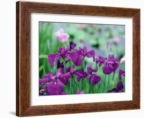 Irises, Kaju-Ji Temple, Kyoto, May, Japan-null-Framed Photographic Print