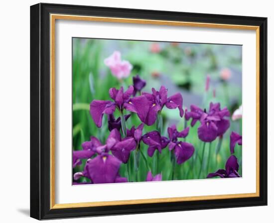 Irises, Kaju-Ji Temple, Kyoto, May, Japan-null-Framed Photographic Print