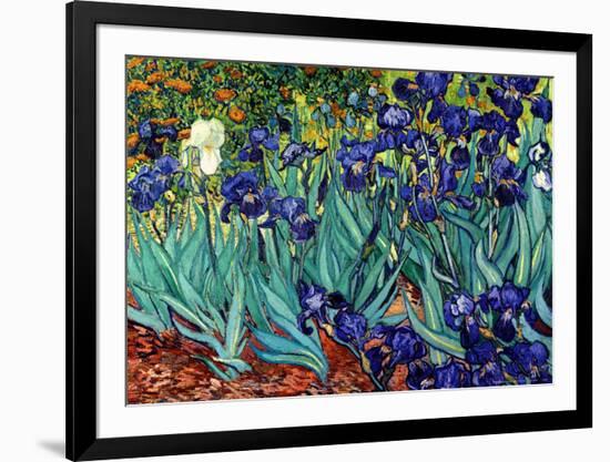 'Irises, Saint-Remy, c.1889' Framed Art Print - Vincent van Gogh | Art.com
