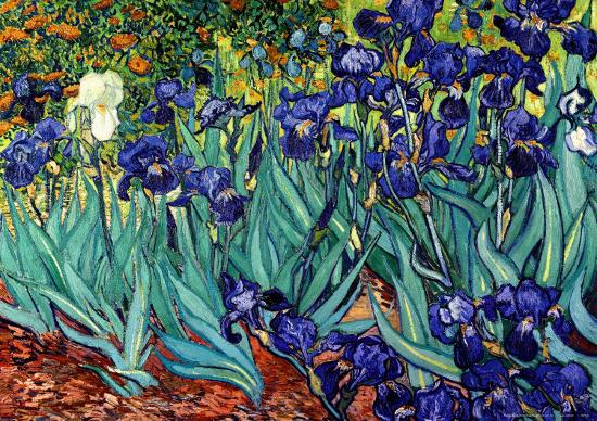 Irises, Saint-Remy, c.1889-Vincent van Gogh-Framed Art Print