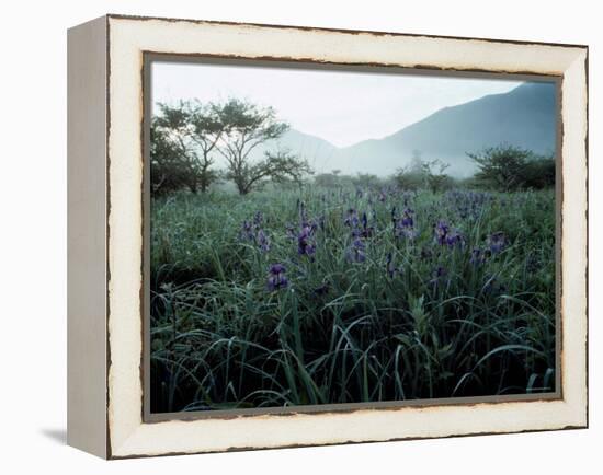 Irises-null-Framed Premier Image Canvas