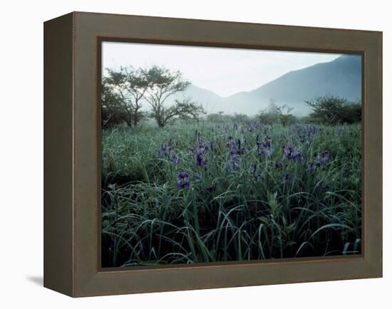 Irises-null-Framed Premier Image Canvas