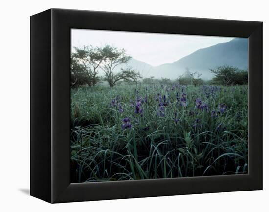 Irises-null-Framed Premier Image Canvas