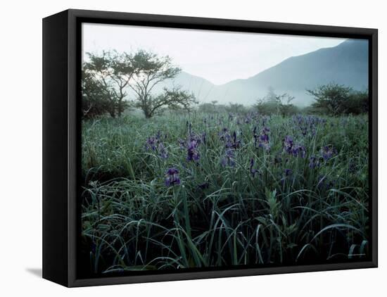 Irises-null-Framed Premier Image Canvas