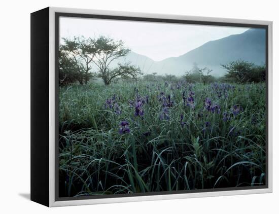 Irises-null-Framed Premier Image Canvas