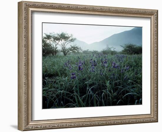 Irises-null-Framed Photographic Print