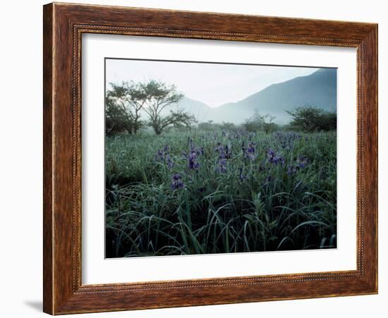 Irises-null-Framed Photographic Print