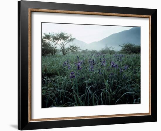 Irises-null-Framed Photographic Print