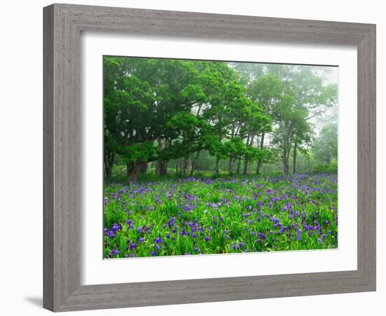 Irises-null-Framed Photographic Print