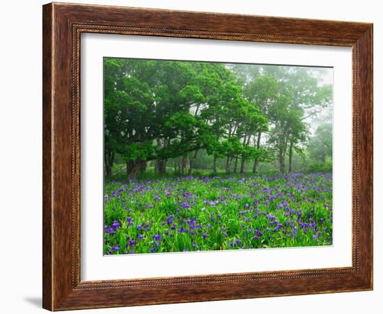 Irises-null-Framed Photographic Print