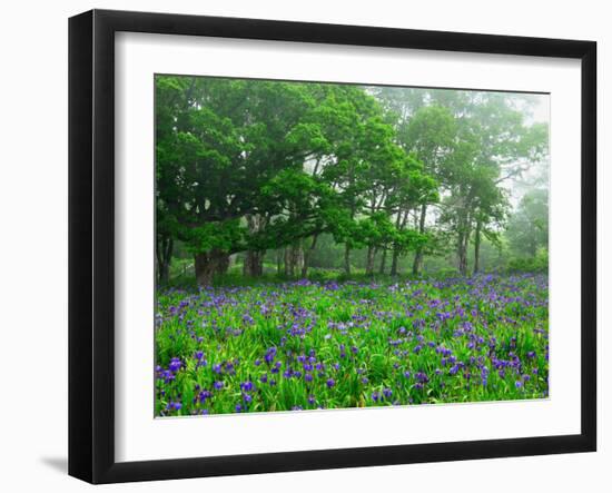 Irises-null-Framed Photographic Print