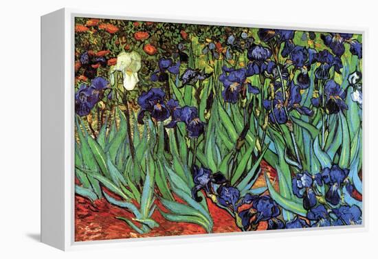 Irises-Vincent van Gogh-Framed Stretched Canvas