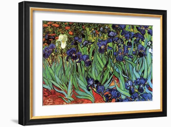 Irises-Vincent van Gogh-Framed Premium Giclee Print