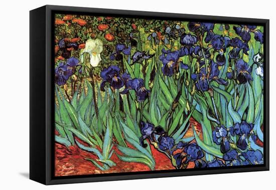 Irises-Vincent van Gogh-Framed Stretched Canvas