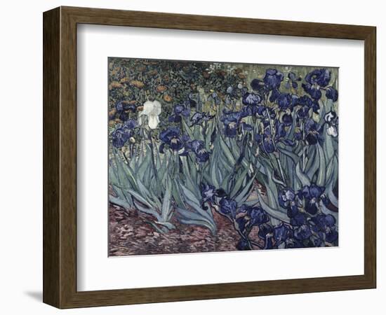 Irises-Vincent van Gogh-Framed Giclee Print