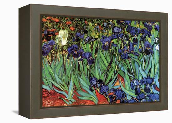 Irises-Vincent van Gogh-Framed Stretched Canvas