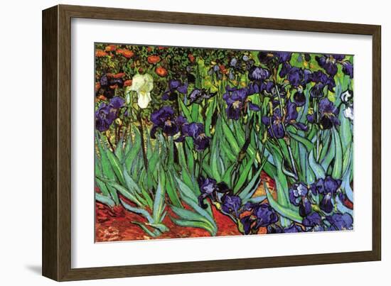 Irises-Vincent van Gogh-Framed Premium Giclee Print