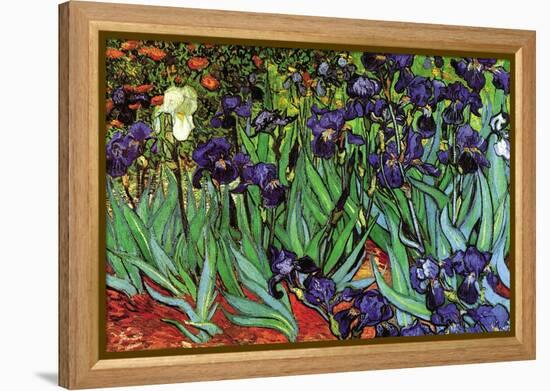 Irises-Vincent van Gogh-Framed Stretched Canvas