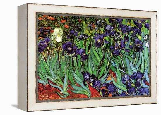 Irises-Vincent van Gogh-Framed Stretched Canvas