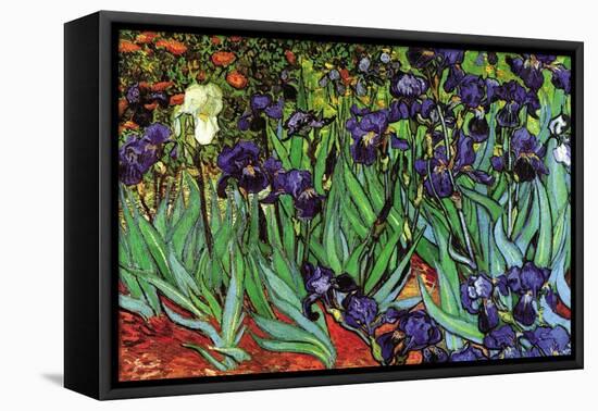 Irises-Vincent van Gogh-Framed Stretched Canvas