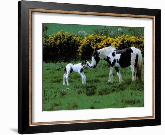 Irish Colt and Mother, County Cork, Ireland-Marilyn Parver-Framed Photographic Print