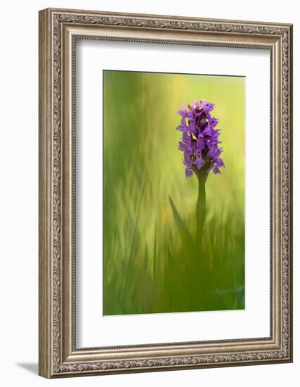 Irish march orchid in flower, Sainte Marguerite, France-Michel Poinsignon-Framed Photographic Print