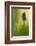 Irish march orchid in flower, Sainte Marguerite, France-Michel Poinsignon-Framed Photographic Print