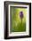 Irish march orchid in flower, Sainte Marguerite, France-Michel Poinsignon-Framed Photographic Print