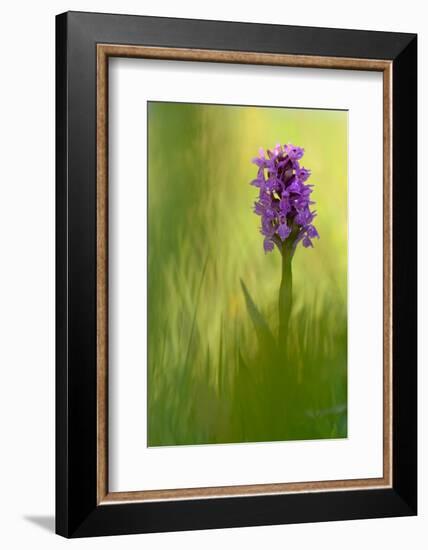 Irish march orchid in flower, Sainte Marguerite, France-Michel Poinsignon-Framed Photographic Print