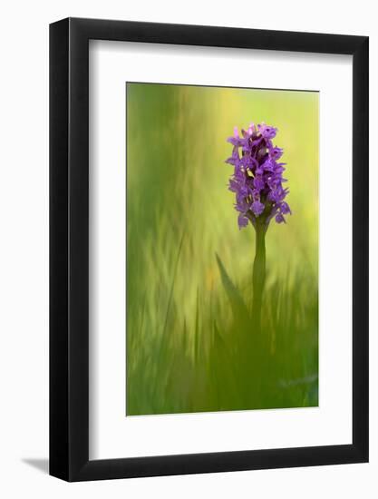 Irish march orchid in flower, Sainte Marguerite, France-Michel Poinsignon-Framed Photographic Print