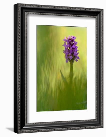 Irish march orchid in flower, Sainte Marguerite, France-Michel Poinsignon-Framed Photographic Print